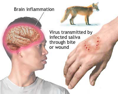 rabies-4120